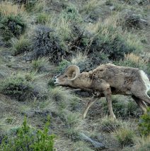 Bighorn Sheep – Ram | Cody, Wyoming | May, 2016