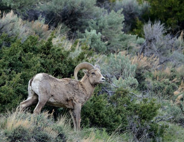 Bighorn Sheep – Ram| Cody, Wyoming | May, 2016