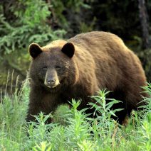 Black Bear | Dawson City, Yukon | June, 2016