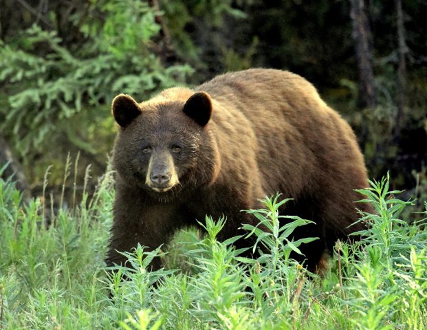 Black Bear | Dawson City, Yukon | June, 2016