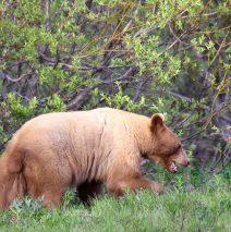Black Bear | Haines Jct., Yukon | May, 2016