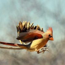 Northern Cardinal – Female | Portal, Arizona | March, 2017