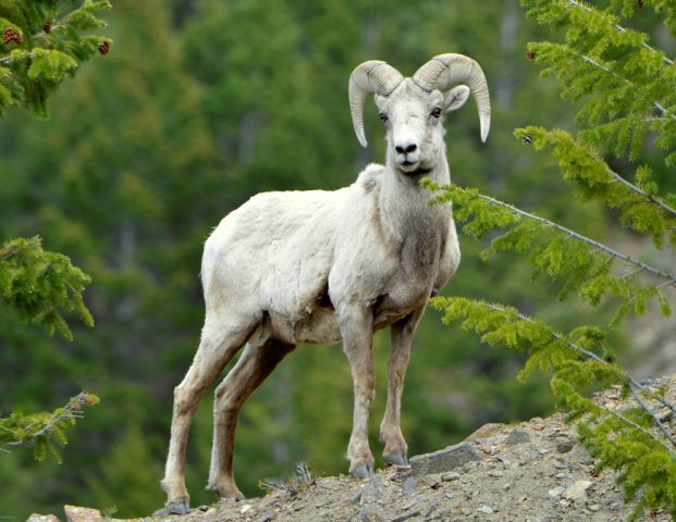 Bighorn Sheep – Ram | Georgetown, Colorado | June, 2017