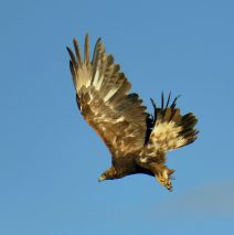 Golden Eagle – Juvenile | Walden, Colorado | June, 2017