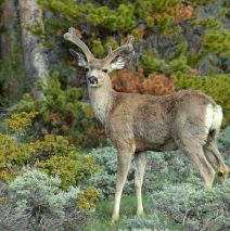 Mule Deer – Buck | Walden, Colorado | June, 2017