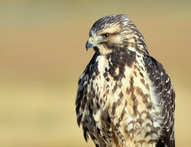 Swainson’s Hawk – Juvenile | Walden, Colorado | August, 2017