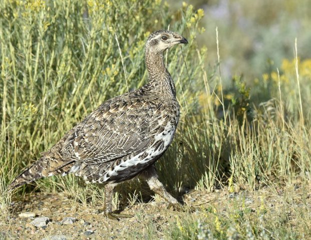 Greater Sage Grouse | Walden, Colorado | August, 2017