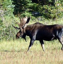 Moose – Bull | Walden, Colorado | August, 2016