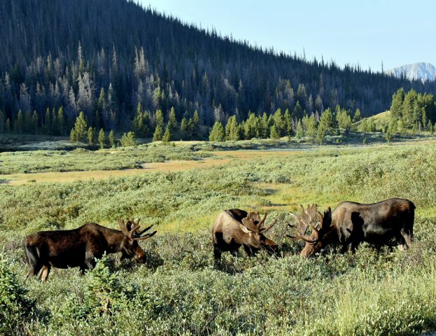 Moose – Bulls | Walden, Colorado | August, 2016