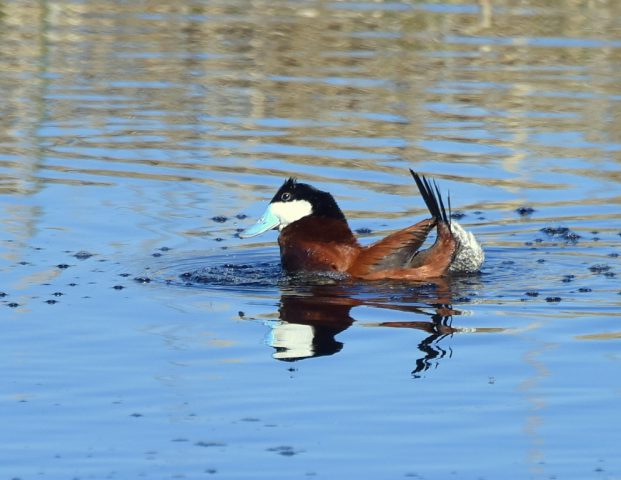 Ruddy Duck – Male | Alamosa, Colorado | May, 2017
