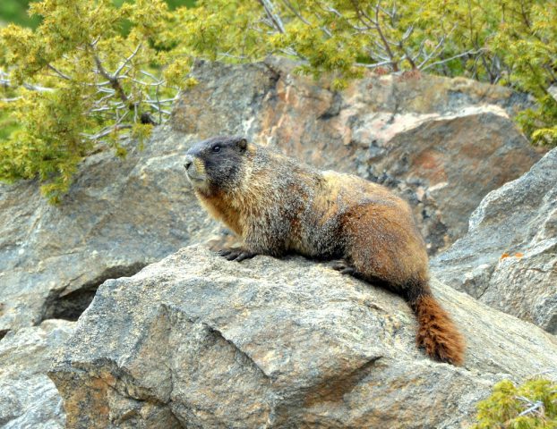 Marmot – Yellow-bellied | Georgetown, Colorado | June, 2017