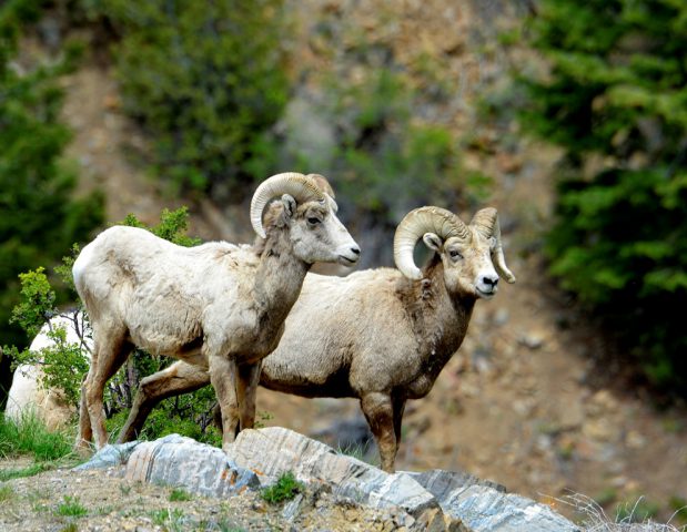 Bighorn Sheep – Rams | Grorgetown, Colorado | June, 2017