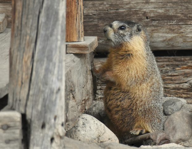 Marmot – Yellow-bellied | Walden, Colorado | May, 2018