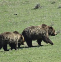 Grizzly Bear and Cub | Yellowstone Nat. Park | May, 2018