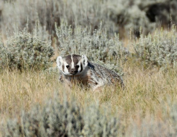 American Badger | Walden, Colorado | August, 2018