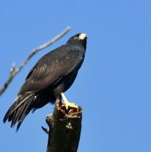 Common Black-Hawk | Lordsburg N.M. | August, 2018