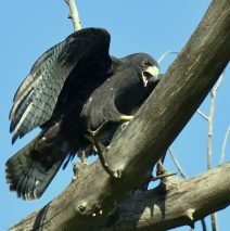 Common Black-Hawk | Lordsburg, N.M. | August, 2018