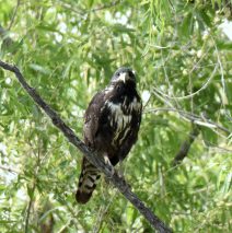 Common Black- Hawk – Juv. | Bosque del Apache | June, 2018