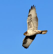 Ferruginous Hawk – Juvenile | Estancia, New Mexico | Jan., 2019