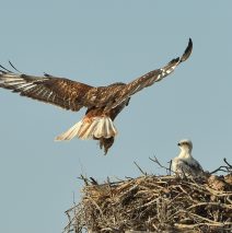 Ferruginous Hawk Nest Site | Estancia, New Mexico | June, 2019