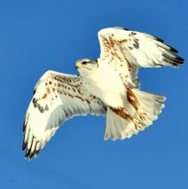 Ferruginous Hawk | Estancia , New Mexico | Feb. 2020