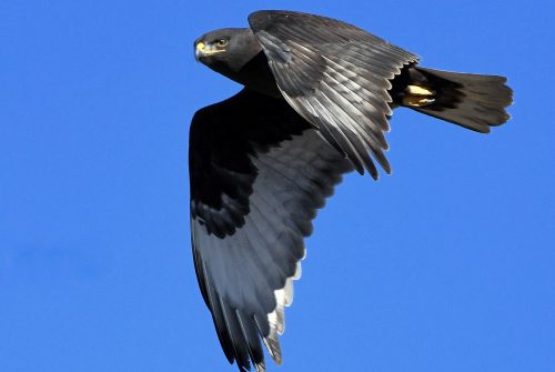 Ferruginous Hawk-Dark Morph | Estancia, N.M. |Jan. 2021