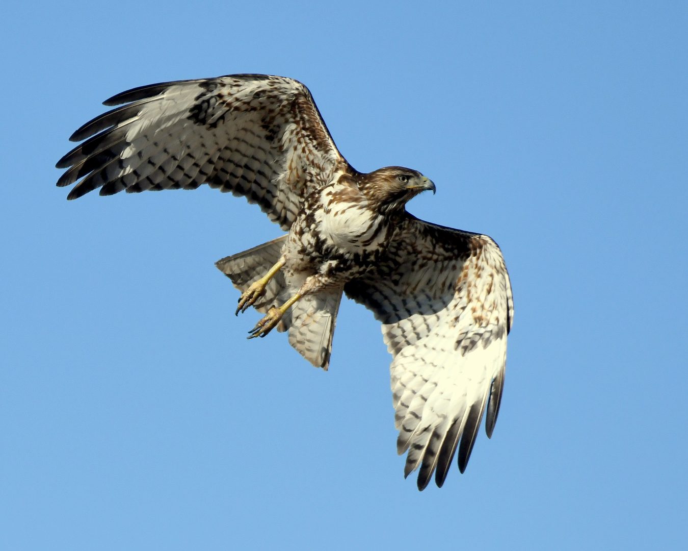 Red-tailed Hawk | Estancia, N.M. | March, 2021