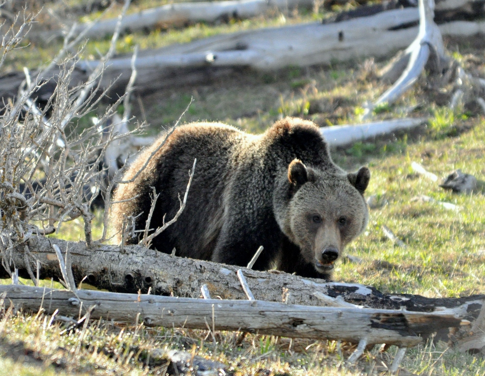 Grizzly Bear | Yellowstone National Park | May, 2011