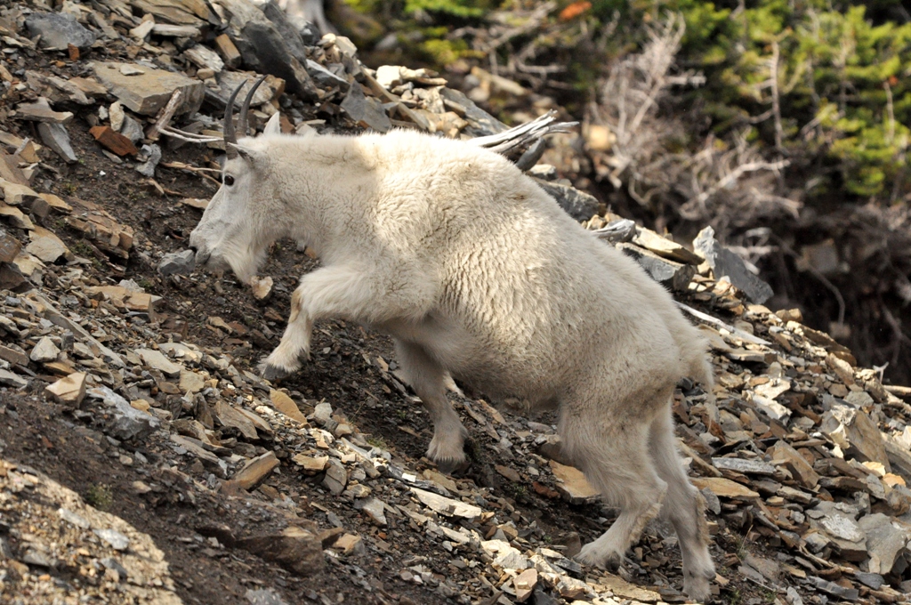 Mountain Goat | Glacier National Park | September, 2010