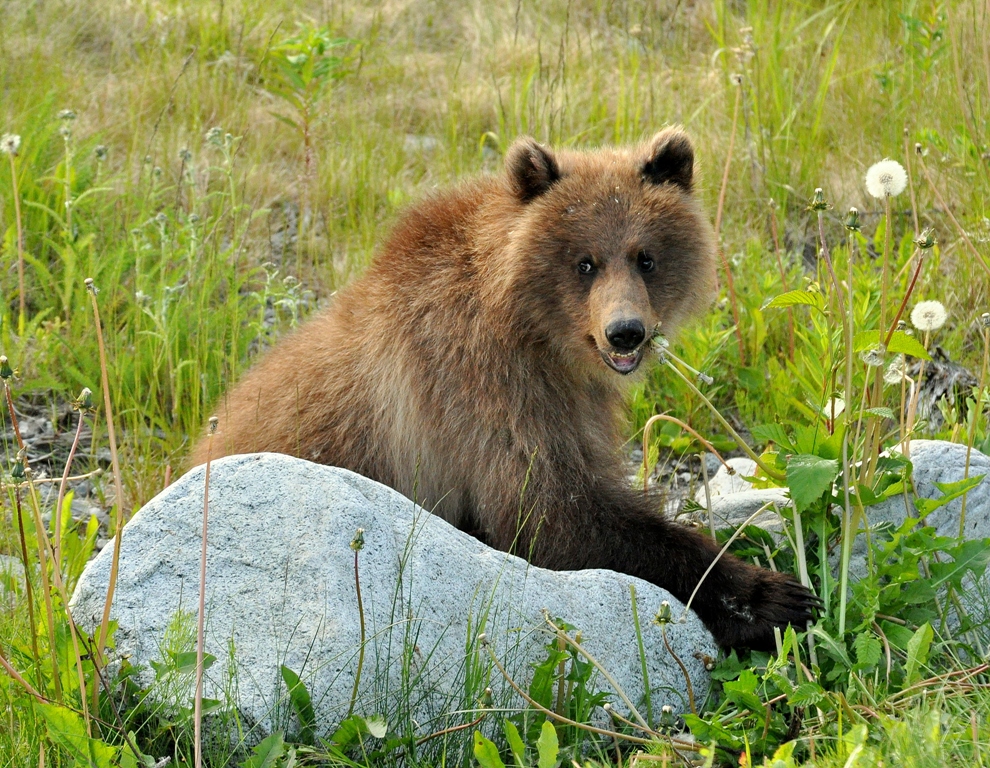 Brown Bear –  Cub | Haines, Alaska | June, 2011
