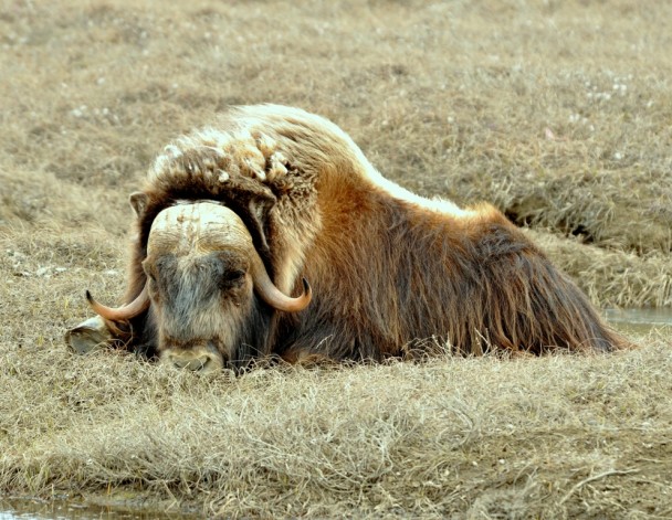 Musk Ox –  Cow | Deadhorse, Alaska | June, 2011