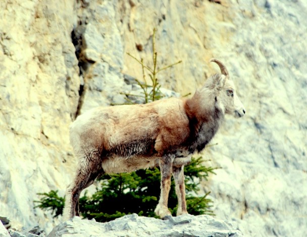 Stone Sheep –  Ewe | Fort Nelson, British Columbia | June, 2009