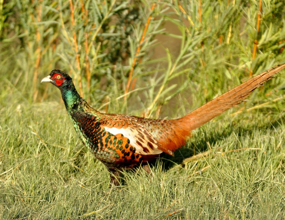 Ring-necked Pheasant – Male | Bosque del Apache | September, 2011