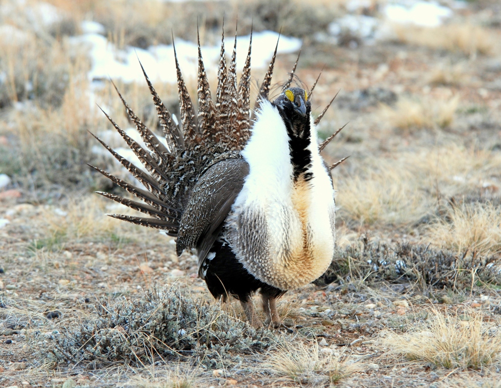 Greater Sage Grouse – Male | Walden, Colorado | April, 2009