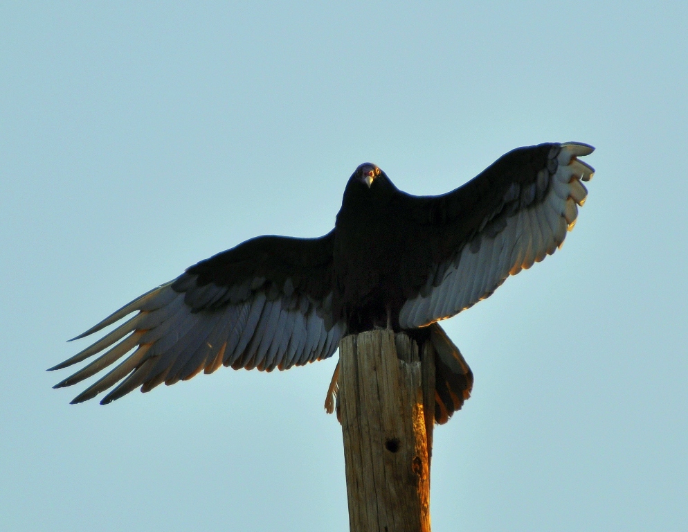 Turkey Vulture | Lordsburg, New Mexico | May, 2010