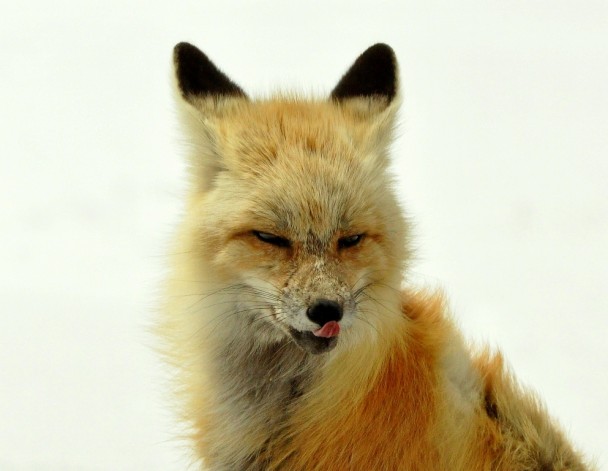 Red Fox | Walden, Colorado | April, 2010