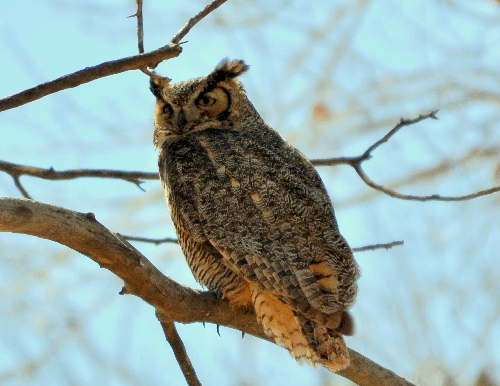 Great Horned Owl | Carlsbad, New Mexico | February, 2011