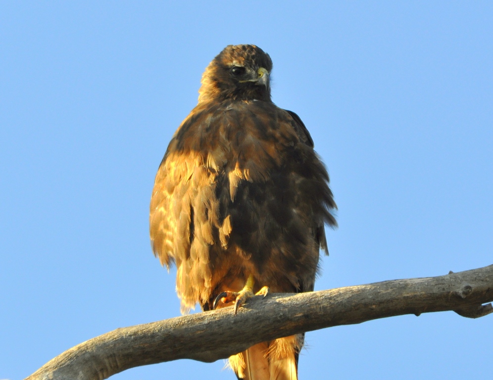 Red-tailed Hawk | Bosque del Apache | September, 2009