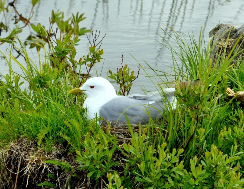 Mew Gull | Anchorage, Alaska | June, 2011