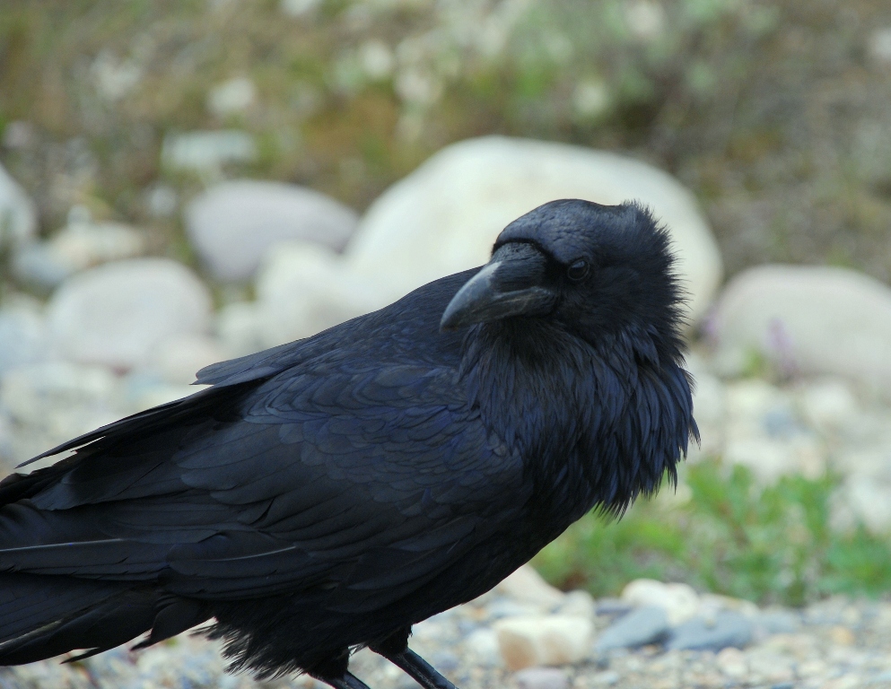 Common Raven | Jasper, Alberta | June, 2011
