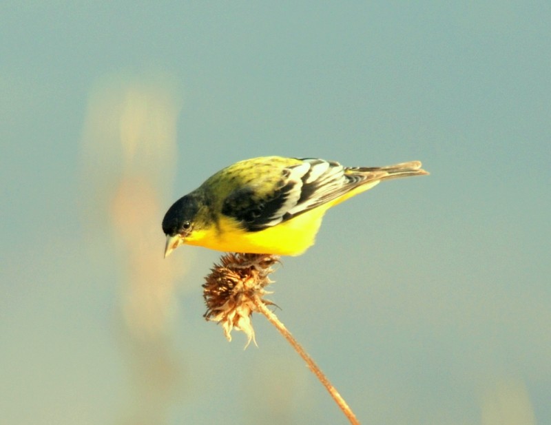 American Goldfinch – Male | Bosque del Apache | January, 2008