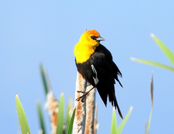 Yellow-headed Blackbird –  Male | Missoula, Montana | June, 2009