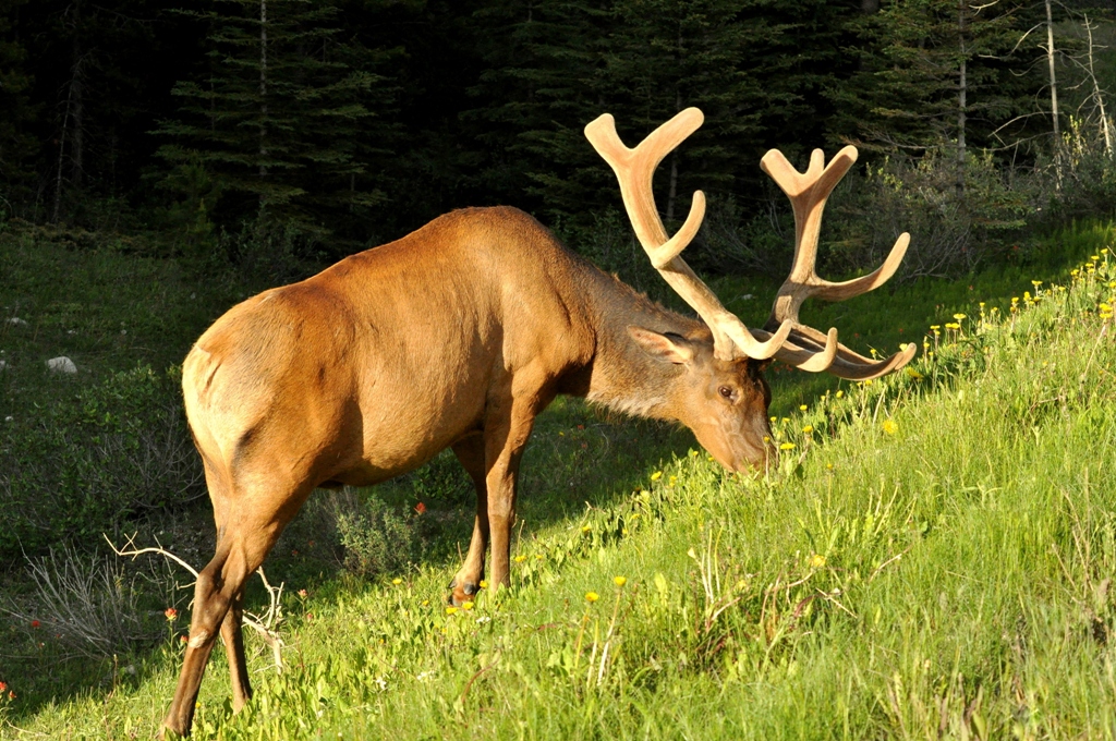 Elk –  Bull | Radium Hot Springs, British Columbia  | June, 2011