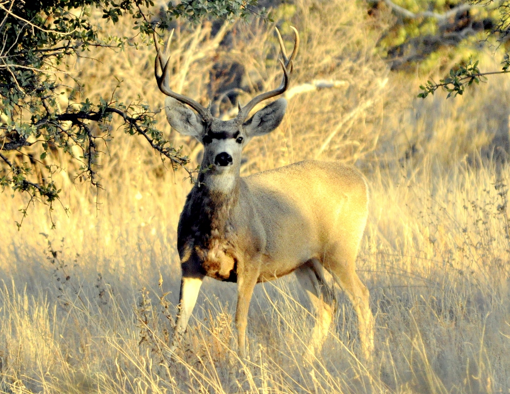 Mule Deer –  Buck | Peloncillo Mountain, New Mexico | November, 2009