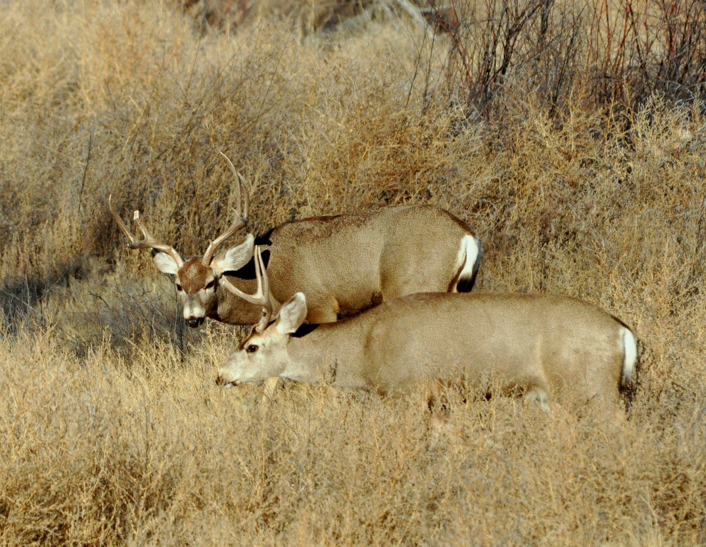 Mule Deer –  Bucks | Bosque del Apache | January, 2010