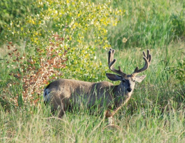 Mule Deer –  Buck | Bosque del Apache | June, 2009