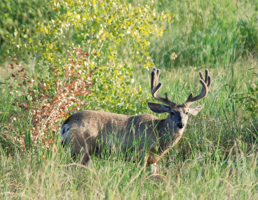 Mule Deer –  Buck | Bosque del Apache | June, 2009