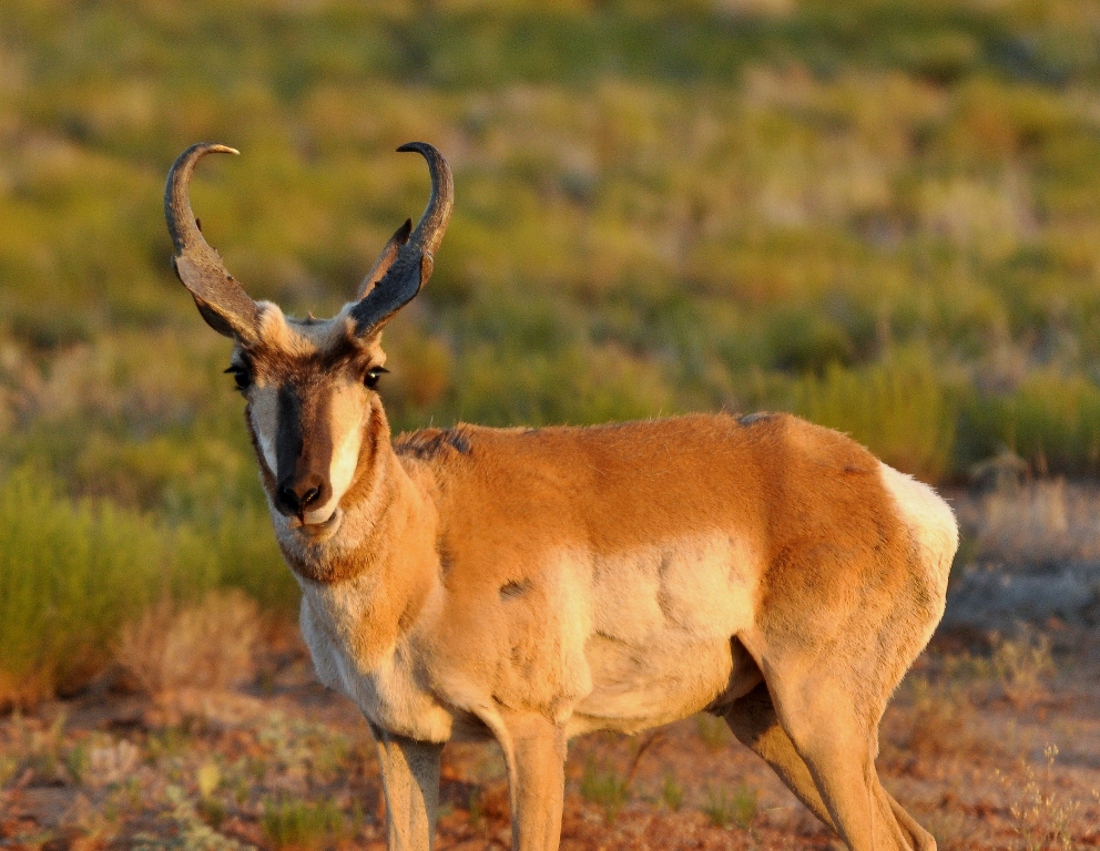 Pronghorn –  Buck | Lordsburg, New Mexico | May, 2010