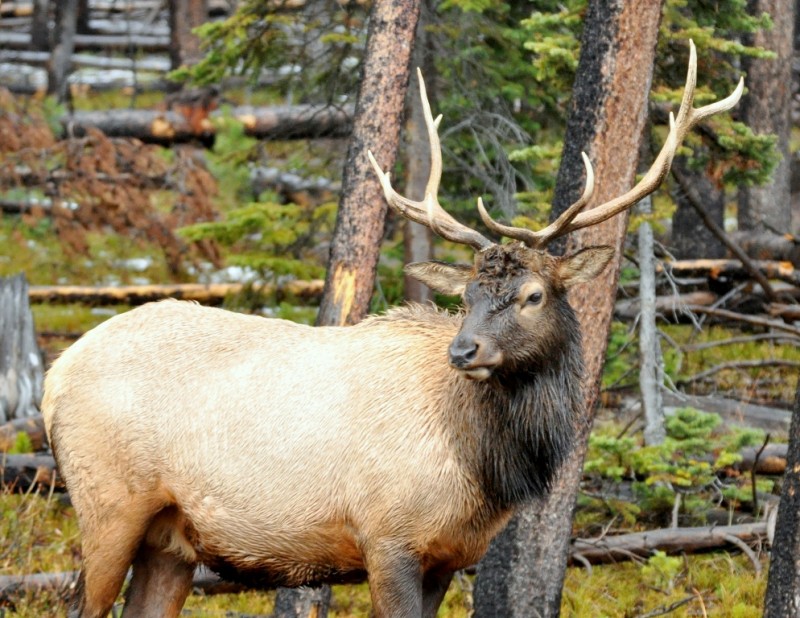 Elk –  Bull | Yellowstone National Park | October, 2009