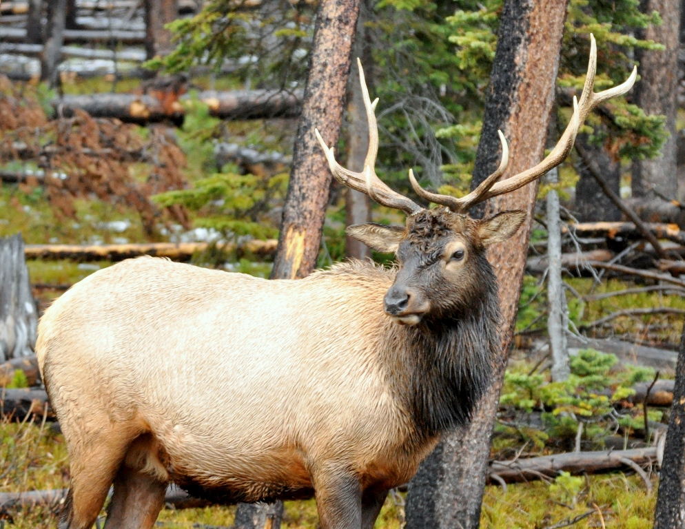 Elk –  Bull | Yellowstone National Park | October, 2009